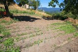 Zwiebeln Eingliederungsgarten - 06.07.2021