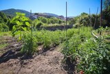 Tomaten - 06.07.2021