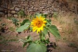 Sonnenblume - 06.07.2021
