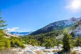 Foresta Comunale di Albertacce