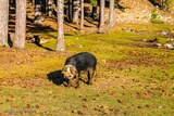 Corsican pig