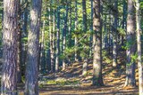 Pine forest Creno Lake