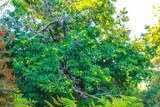 Chestnut trees cuttoli corticchiato