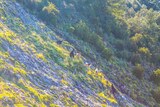 Wild goats in Corsican mountains Vero