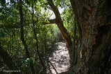 Path from the abandoned village of Mata to Luri