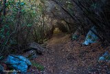 Bush tunnel