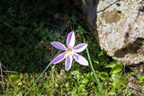 Fleur Crocus Corsicus