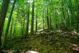 Forêt de Vizzavona