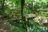 Pont en bois