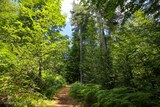 Sentier vizzavona